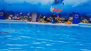 ДЕЛЬФИНАРИЙ ОСКАР в Геническе самое восхетительное полное выступлении дельфинов