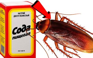 Как избавиться от тараканов ЗА 1 минуту!