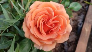 Роза Ашрам в Подмосковье