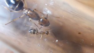 Camponotus maculatus subnudus - карамельный секрет
