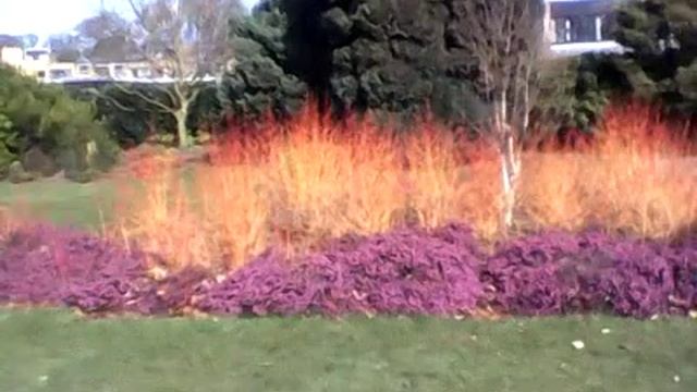 Mid Winter Fire plants Joseph Rowntree Park смотреть онлайн