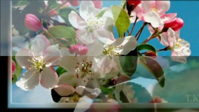 Яблони в цвету Стихи Елена Тиллоева Декл.вид..Эльвира Краснова смотреть онлайн