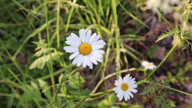 ASRM расслабление тела под звуки природы и дождя смотреть онлайн