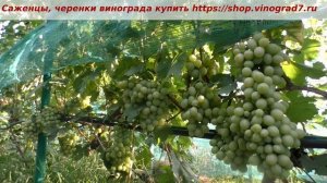 13 августа и начинает окрашиваться виноград Анюта. Задержка окрашивания, созревания винограда.