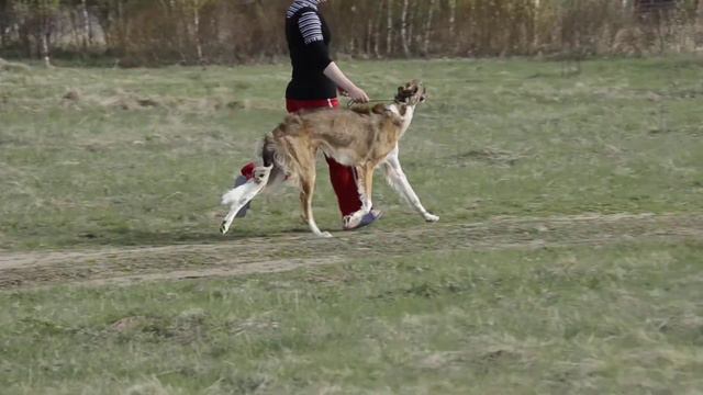 Борзые Сенавиан Беркут 9 месяцев,в разлиньке. смотреть онлайн