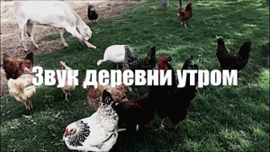 Утро l Пение птиц l Звуки природы деревни l 1 час расслабления