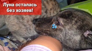 Неужели Луна идет на поправкуЦацу простерилизовали, Собак ревакцинировали.