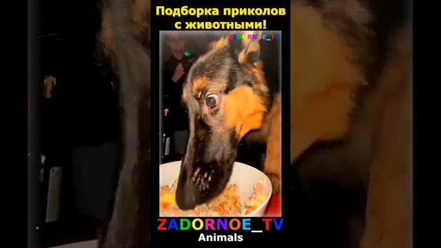 Подборка приколов про животных №97 смотреть онлайн