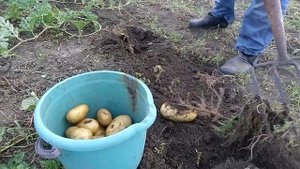 Шикарный урожай картофеля 2020 ! Акварин картофельный удивил!