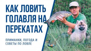 Как ловить голавля на перекатах