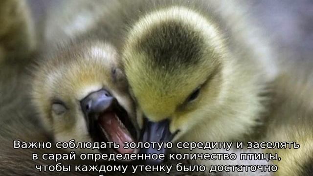 Почему утята выщипывают перья друг у друга — что делать
