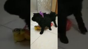Карликовый пудель 🐩 🐩 🐩 нашел свою семью 💕