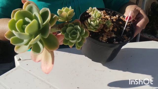 Echevéria Falsa Núbia . смотреть онлайн