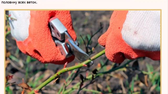 Подготовка роз к зиме технология и сроки обрезки смотреть онлайн
