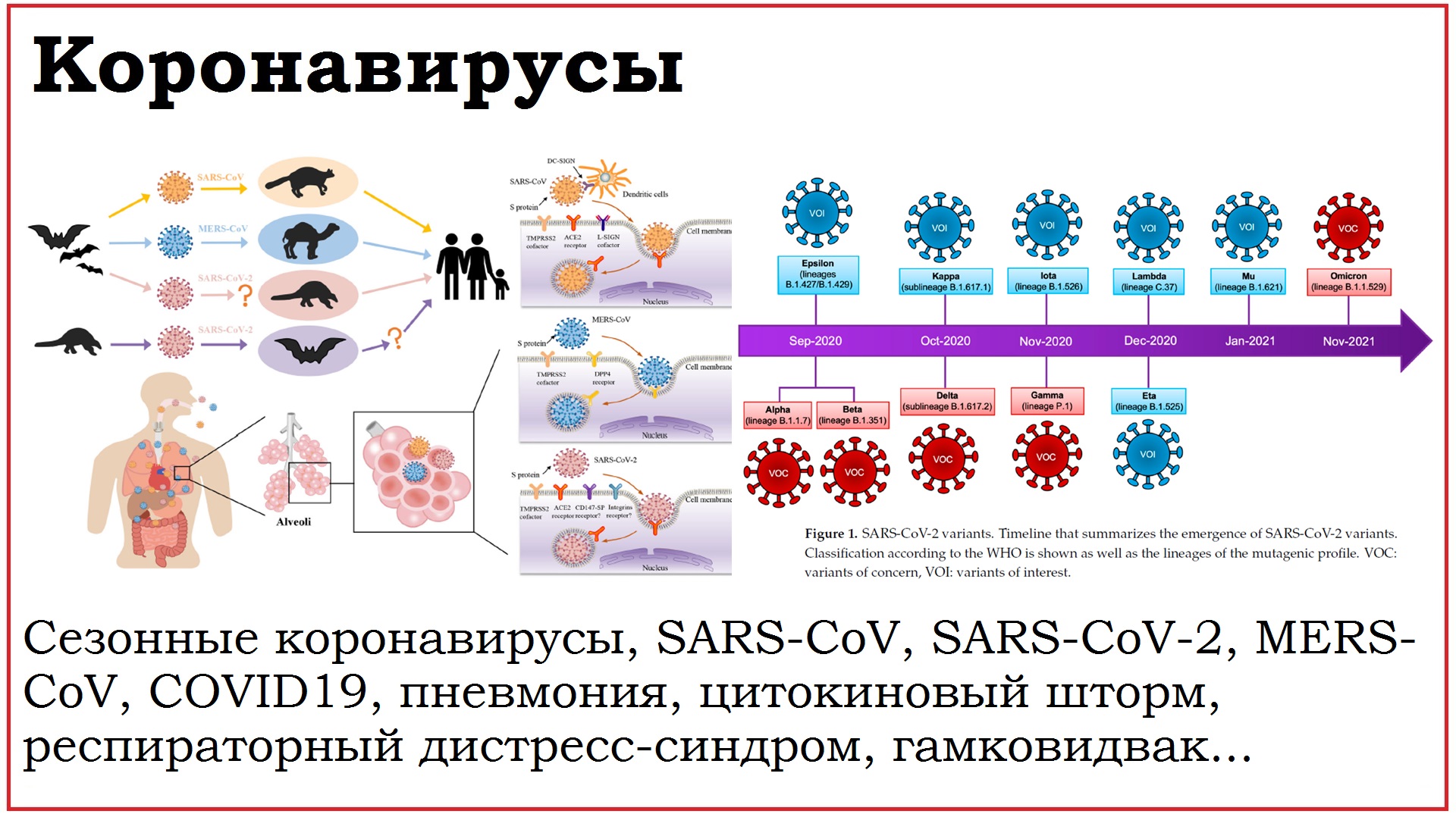 46. Клинически значимые вирусы семейства Coronaviridae