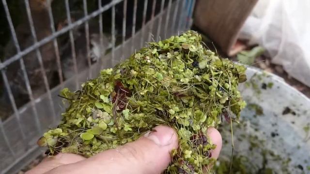 РЯСКА- ЛУЧШАЯ ПОДКОРМКА ДЛЯ ЦЫПЛЯТ !!!