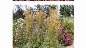 Вейник тростниковая трава Злаки для вашего сада