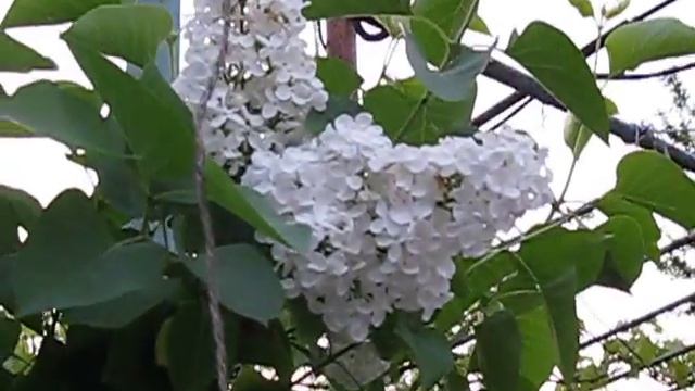 Кусты сирени на даче в Станице Луганской смотреть онлайн