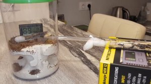 Заселение муравьев венаторов (Harpegnathos venator)