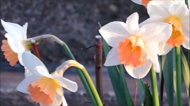 ╭დ╯My beautiful Salome daffodil flowers in the golden hour #VEDA 4/27/2016╭დ╯ смотреть онлайн
