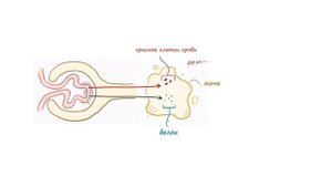 Постстрептококковый гломерулонефрит - причины, симптомы, осложнения (лекция) Osmosis
