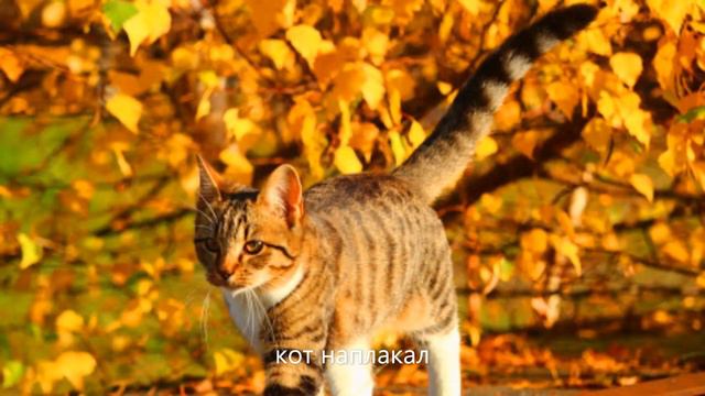 Фразеологизмы смотреть онлайн