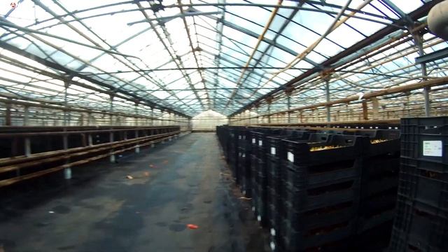 Выгонка 3 000 000 тюльпанов в теплице. Январь 2022. Тюльпаны оптом к 8 марта. Бизнес на тюльпанах.