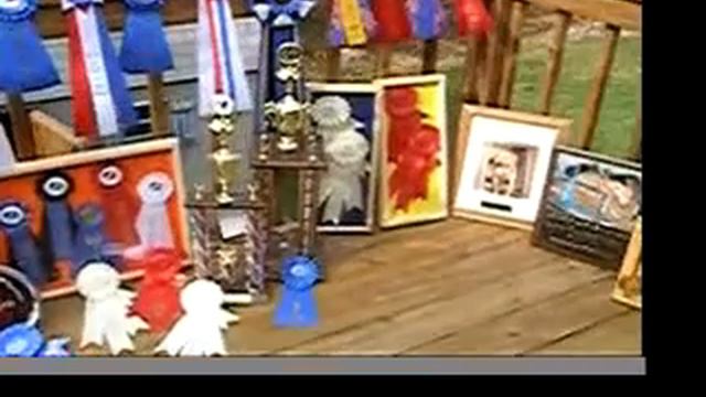 Angus Show Awards смотреть онлайн