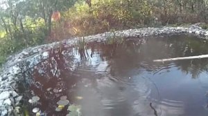 Насколько вырос осетр за год в своем пруду