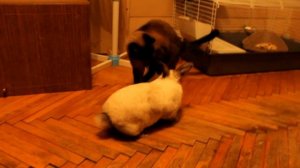 Дрессировка кролика | декоративный кролик