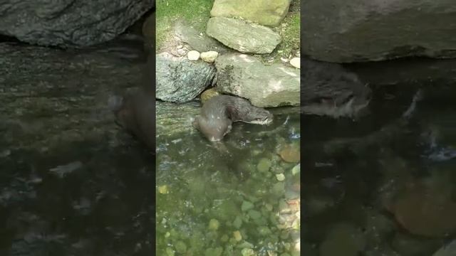 Funny Otter #cute animals #Забавная выдра #Милые животные смотреть онлайн