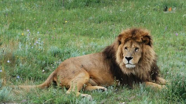 Авторские обои для рабочего стола 16 на 9. Воспоминания о парке львов Тайган