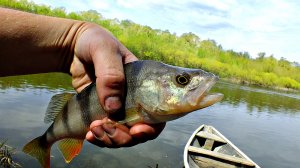 Окунь берет на каждом забросе  после этих секретов! Новые секреты ловли окуня осенью.