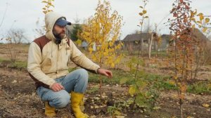 Орехи сможет вырастить даже ребенок.