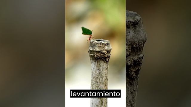 ✅¡Increíble! Las hormigas  ¿SUPERHEROE del Reino Animal 🤯