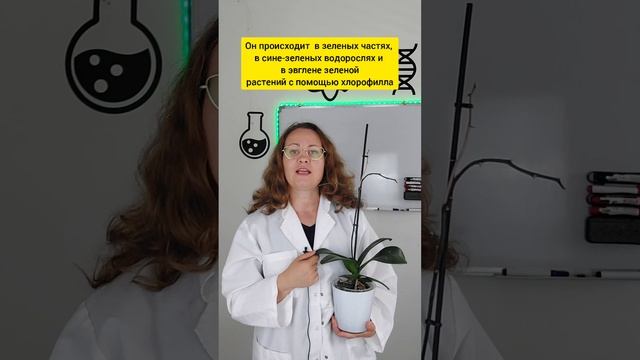 Процесс фотосинтеза можно разделить на две фазы:1. Световая.2. Темновая.