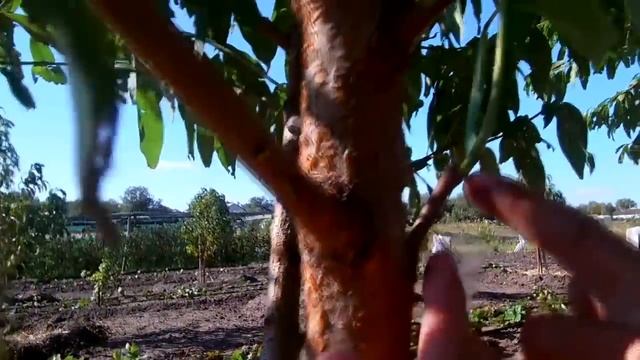 Окулировка / Прививка почкой / Когда и как прививать фруктовые деревья