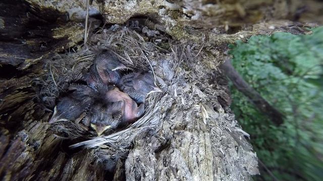 Мухоловка Серая 150620 2 в суку 150620 gp ml2or4 24 смотреть онлайн