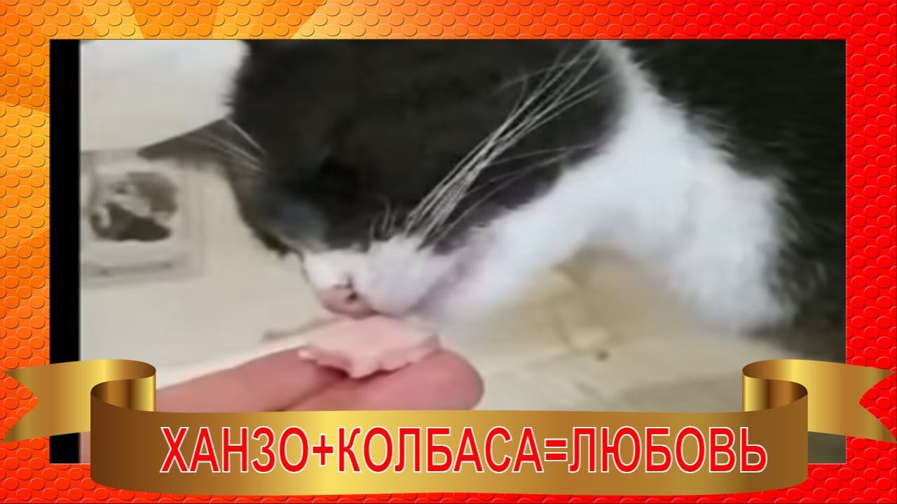 Ханзо+колбаса= Любовь/ СМЕШНЫЕ КОШКИ 2022 / МИНУТА СМЕХА / ЛУЧШИЕ ШУТКИ О КОШКАХ #SHORTS