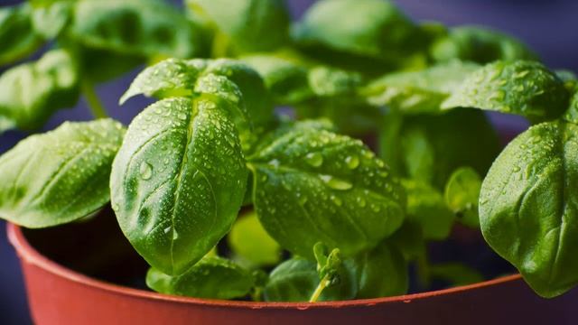 Растения, которые растут БЕЗ земли. смотреть онлайн