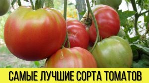 САМЫЕ лучшие СОРТА ТОМАТОВ для теплиц и открытого грунта, которые НЕ ТРЕБУЮТ серьезного УХОДА