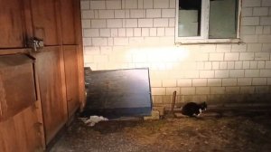 свет родных фар Мерседес Вито