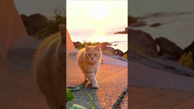 рыжие котики на море Крым