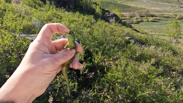 Зелёная ящерица Поймал самца прыткой ящурки ярко зеленого цвета в брачный период Варанчик смотреть онлайн