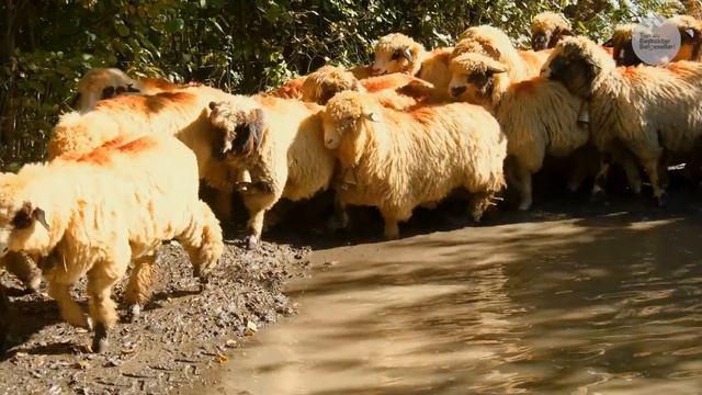 Kış Hazırlığı - Yayladan Köye Göç | Belgesel смотреть онлайн
