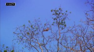 Ленивец методика выживания