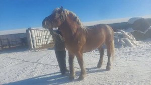 Советский тяжеловоз,,Рекорд,, 4года