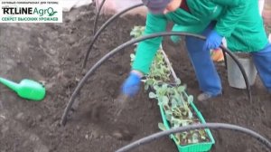 ? Как посадить цветную капусту в открытый грунт под временное укрытие. Высаживаем капусту цветную.