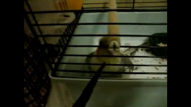 Странная реакция на собственное перо. Подносишь - начинает говорить. смотреть онлайн