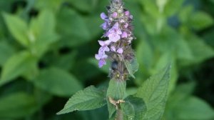 Anthophora furcata ♂ (Apidae-Hymenoptera) butine Stachys  palustris